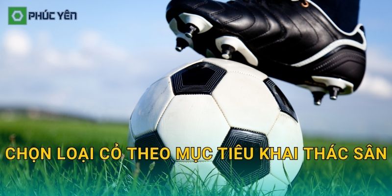 Chọn loại cỏ theo mục tiêu khai thác sân