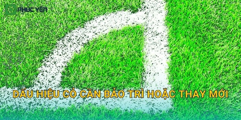 Dấu hiệu cỏ cần bảo trì hoặc thay mới